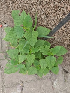 砖缝中生长的嫩绿植物
