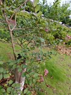 花园中的玫瑰植株