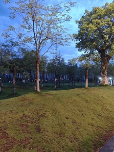 公园草地树木风景图