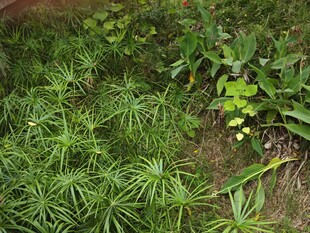 野外丛生的绿色植物