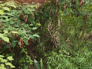 田间辣椒植株与杂草