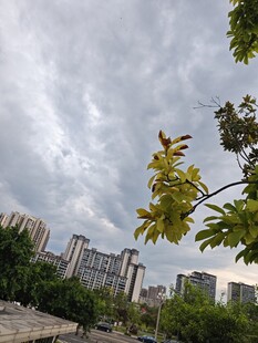 城市风景中的绿树与天空