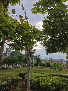 园林绿植景观