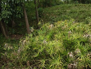茂密绿植