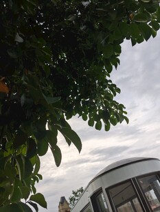 绿叶掩映下的现代建筑