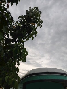 绿树掩映下的圆顶建筑