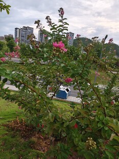 公园繁花绿植景致