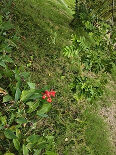 草丛中的艳丽红花