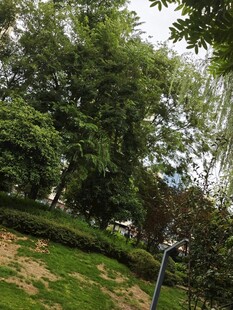 绿意盎然的公园景致