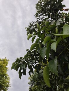绿叶繁茂的树木景观
