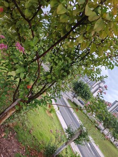 绿树成荫下的静谧小路