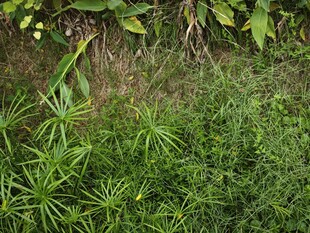 户外草丛绿植景象