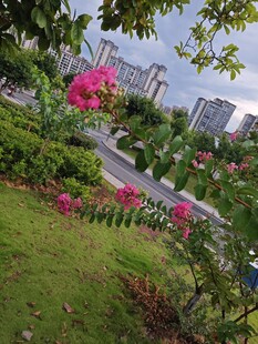 城市中繁花盛开的绿化带