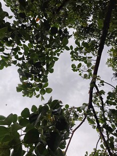 仰视繁茂枝叶的天空
