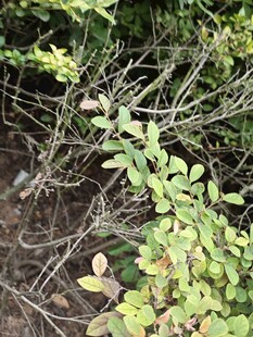 繁茂绿植中的细长枝条