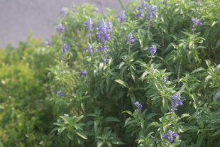 蓝花鼠尾草 