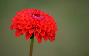 娇艳红菊绽放