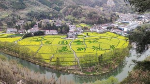 汉中山间梯田油菜花美景