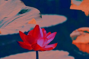 莲花