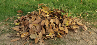 一堆枯叶置于草地之上