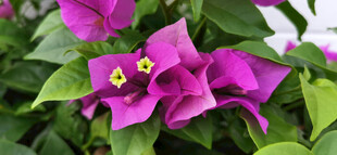 娇艳三角梅绽放