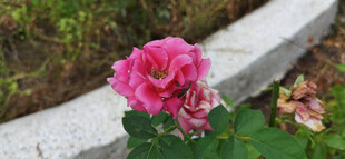 娇艳绽放的粉色月季花