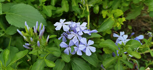 蓝紫色小花绽放于绿叶间