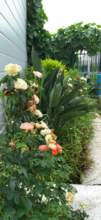 花园中的多彩花卉景观