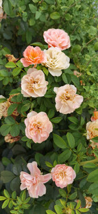 娇艳盛开的多色玫瑰花