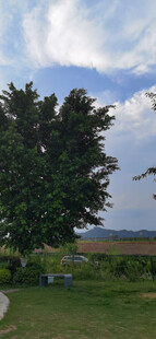 户外绿树蓝天风景图