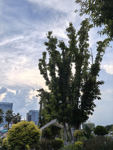 城市中葱郁树木与蓝天白云