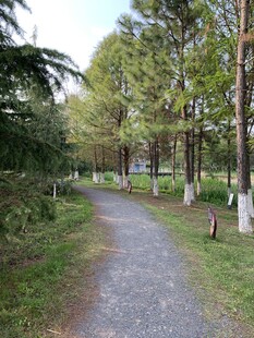 林间幽静小路