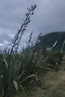 山间龙舌兰植物景观