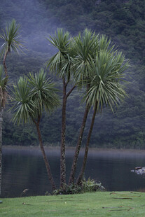 湖畔棕榈树风景