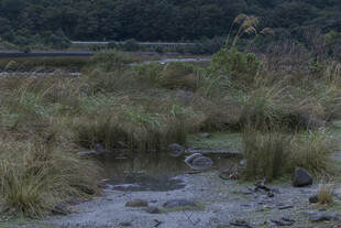 湿地草丛中的小水洼