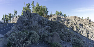 嶙峋山石与葱郁树木景观