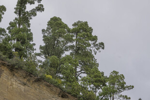 山坡上的葱郁树木