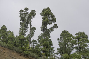 山坡上的茂密绿树