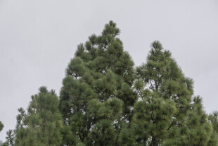 高耸的绿色松树