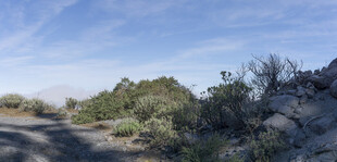 山间小道旁的葱郁植被