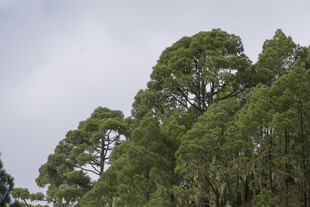 茂密山林绿意盎然