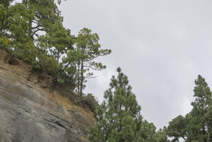 悬崖边的翠绿树木