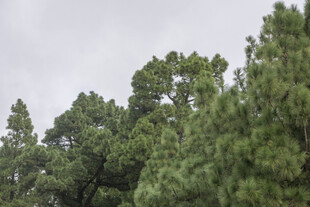 茂密松树林 绿意盎然