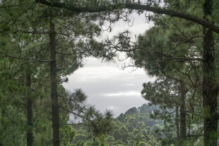 林间视野中的天空与远山