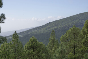山林松景 自然清新风光