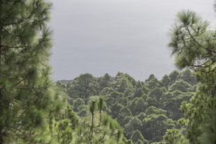 山林绿意景观
