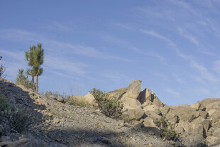 荒野中的岩石与孤树