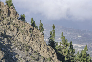 峻峭山峦旁的翠绿松林
