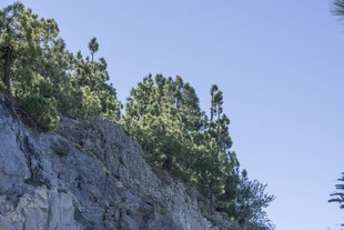 峭壁上的葱郁绿树