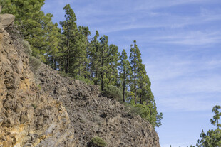 悬崖边挺立的翠绿松树